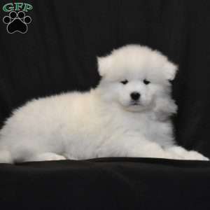 Abby, Samoyed Puppy